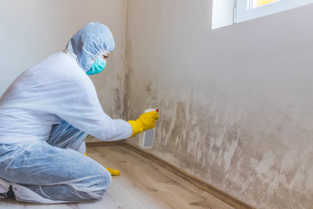 Mold Remediation specialist working in Stephens City