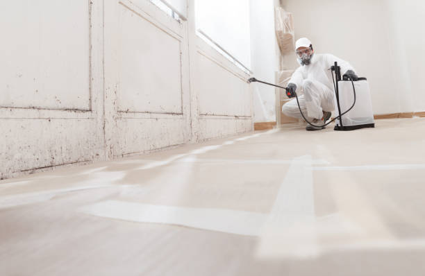 Black mold remediation team in Stephens City